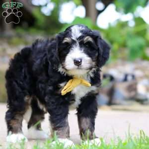 Dr. Pepper, Mini Bernedoodle Puppy
